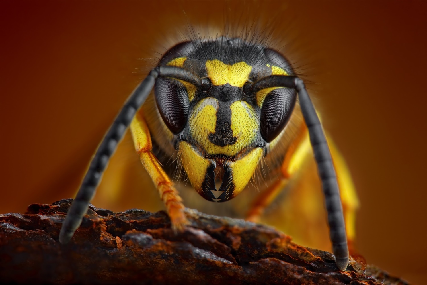 British pest management manual title